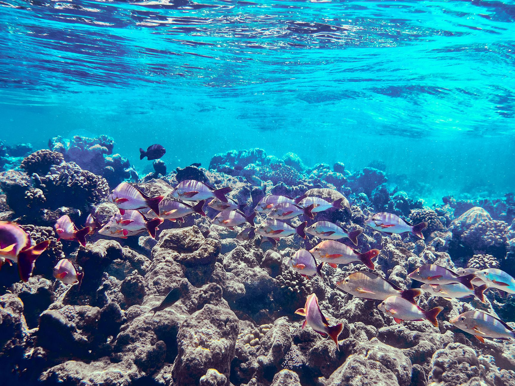 Colorful fishes swimming through a lively coral reef under clear blue water, showcasing marine diversity.