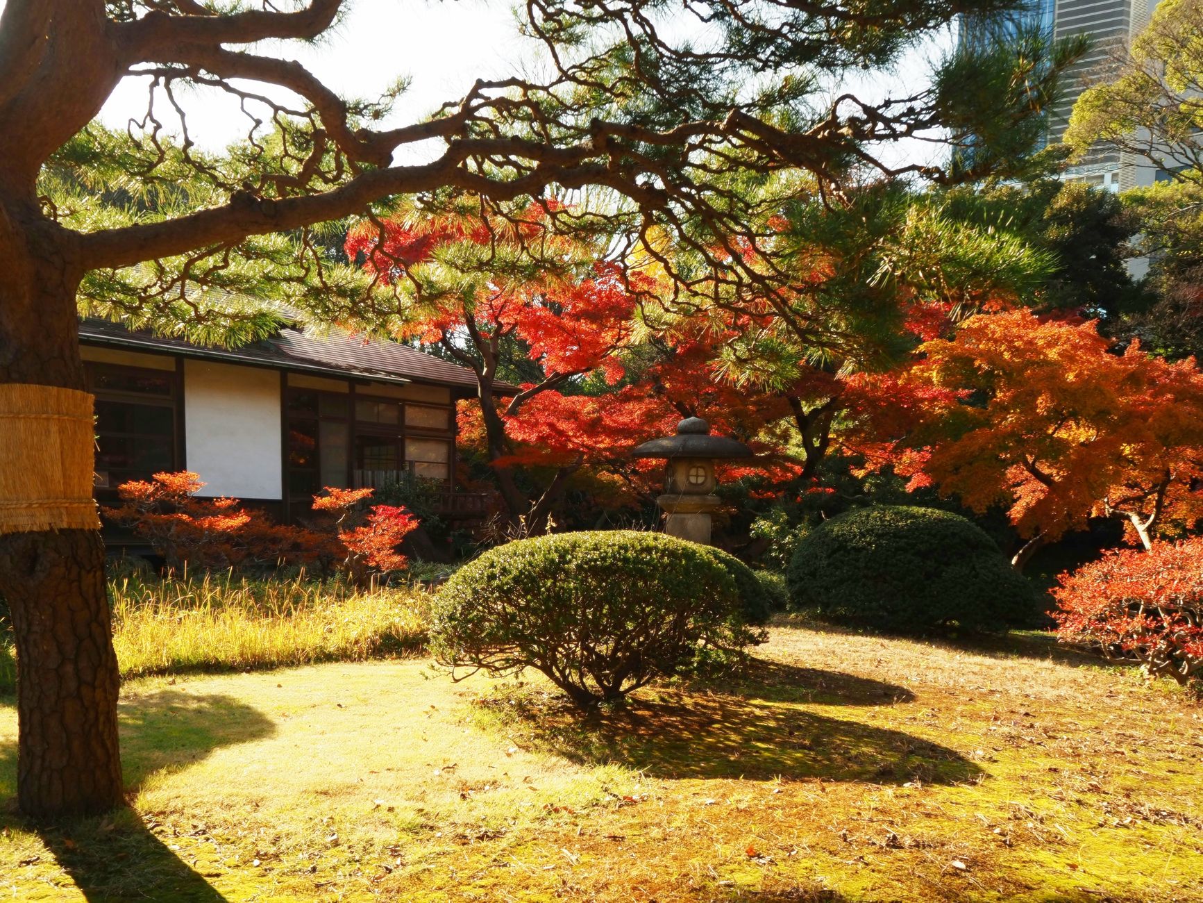 Experience tranquility in a traditional Japanese garden during fall in Tokyo, Japan.
