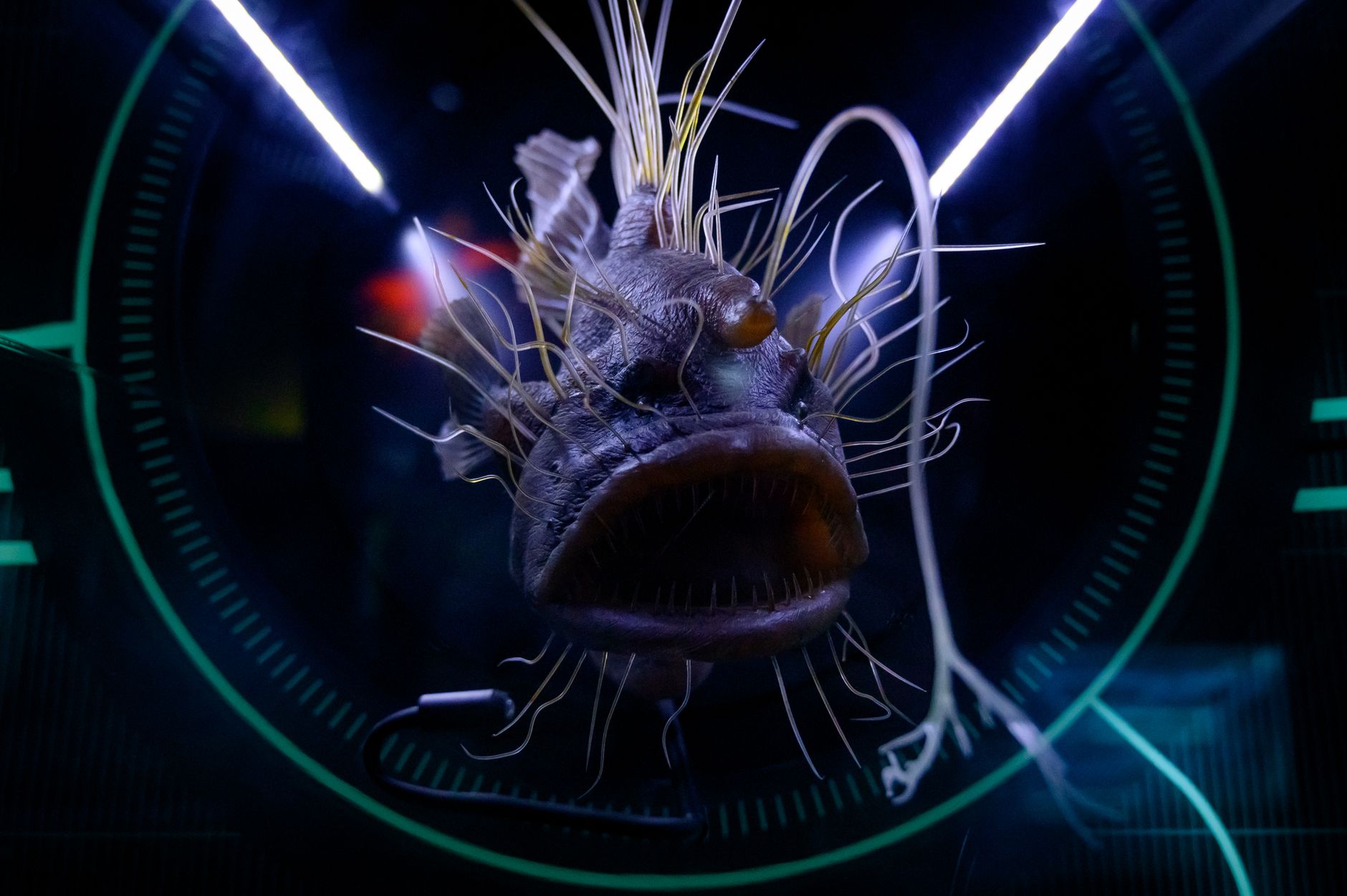 Dramatic close-up of a hairy anglerfish in an aquarium exhibition, emphasizing sea life.