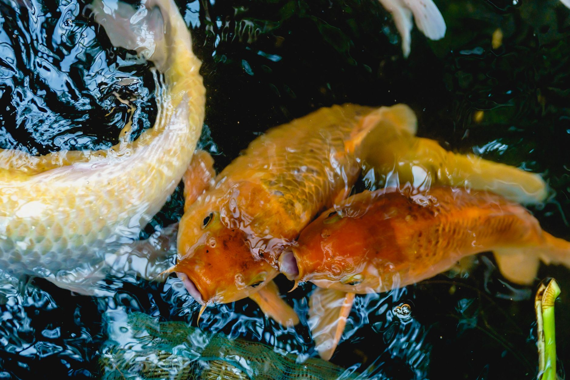 Top view of colorful koi fish swimming in a serene pond, showcasing their vivid colors and graceful movements.